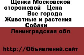 Щенки Московской сторожевой › Цена ­ 35 000 - Все города Животные и растения » Собаки   . Ленинградская обл.